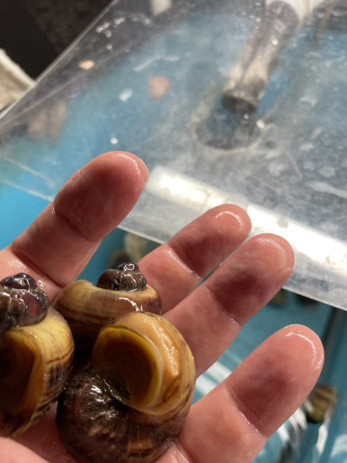 3 PURPLES and 3 MAGENTA Mystery Snails| Highest Quality Live: