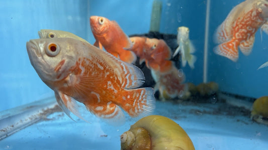 🔥RED NEMO OSCAR 3 to 4 INCHES LONG