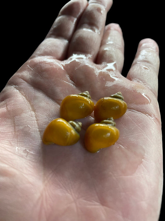 6 Gold Mystery Snails | Highest Quality Live : DIME SIZE :