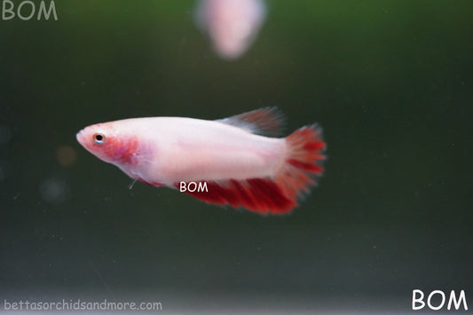 LIVE BETTA FEMALE ARMAGGEDDOM | A VERY UNIQUE FISH  | BOM-A418