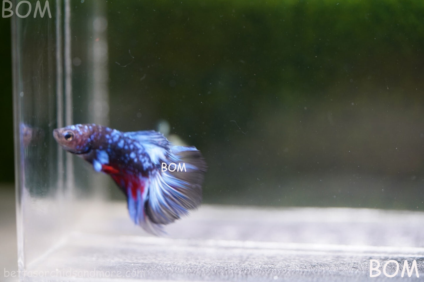 LIVE BETTA MALE HALFMOON BLUE AVATAR:  Unique Fish | BOM-A236