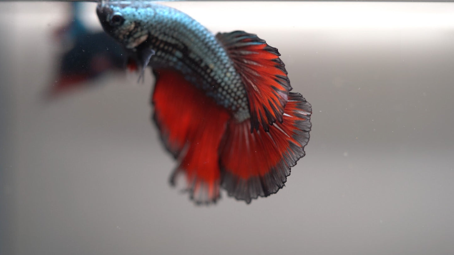 MALE HM Mamba Plakat Betta Fish: Live HMPK | BOM299