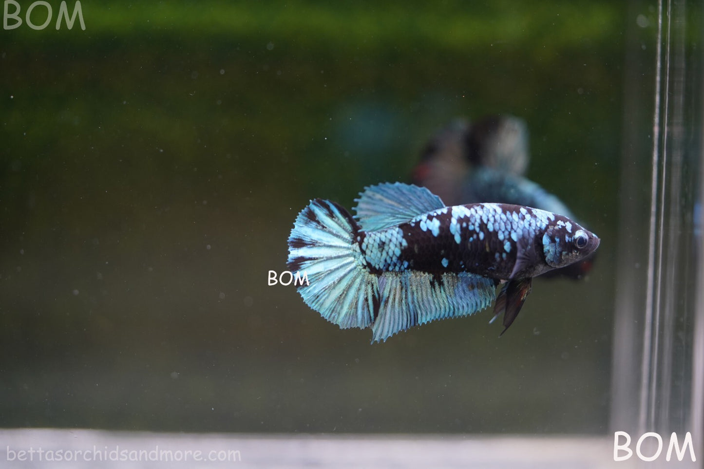 LIVE BETTA FEMALE HALFMOON BLUE AVATAR:  Unique Fish | BOM-A237