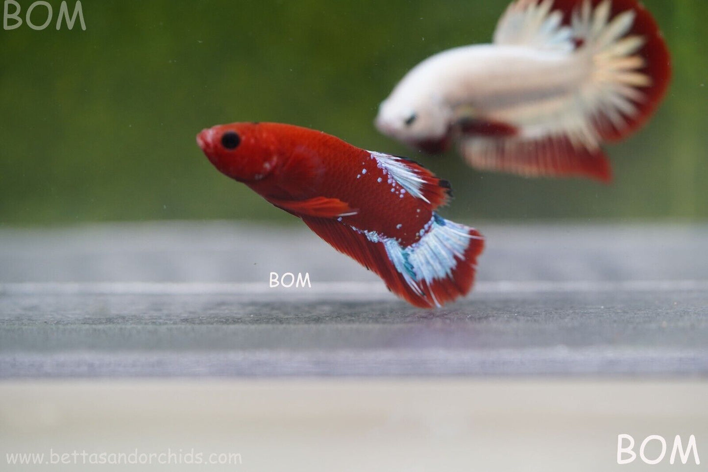 PREMIUM FEMALE HELLBOY HMPK BETTA Fish:Live HMPK | BOM863