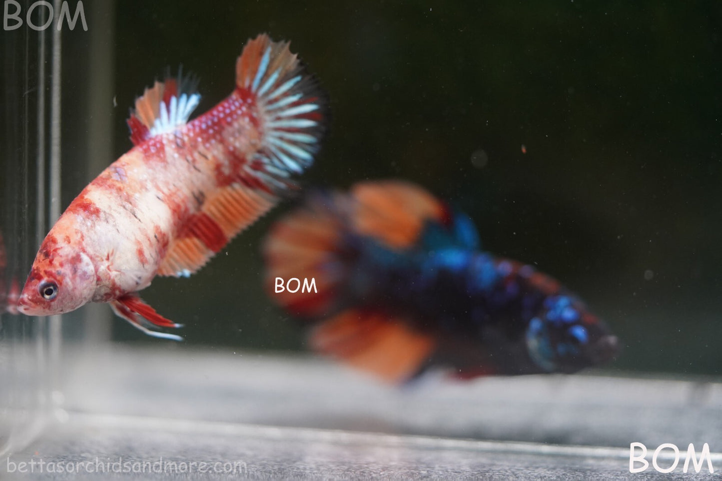 LIVE BETTTA BIG FEMALE MULTICOLOUR HMPK | BOM-A143