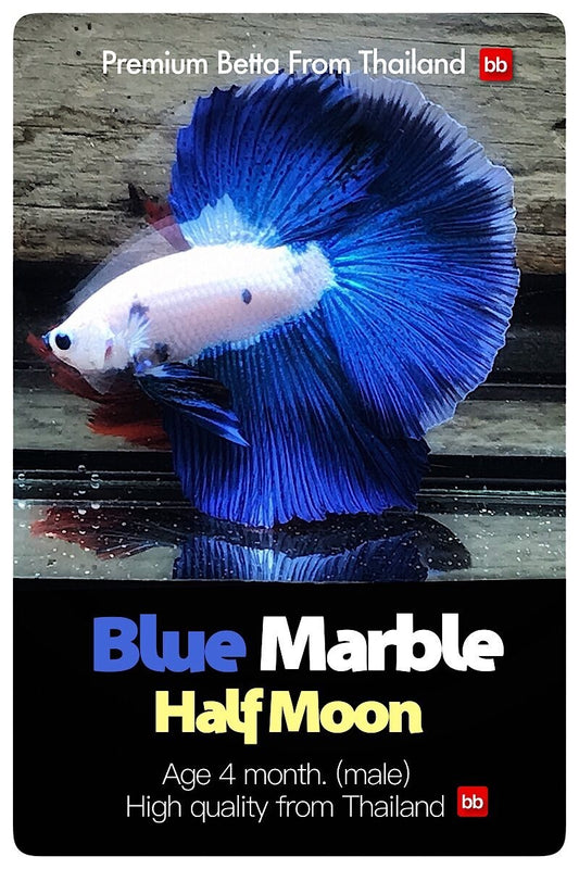 LIVE BETTA MALE BLUE MARBLE HALFMOON :  Unique Fish | BOM-A252