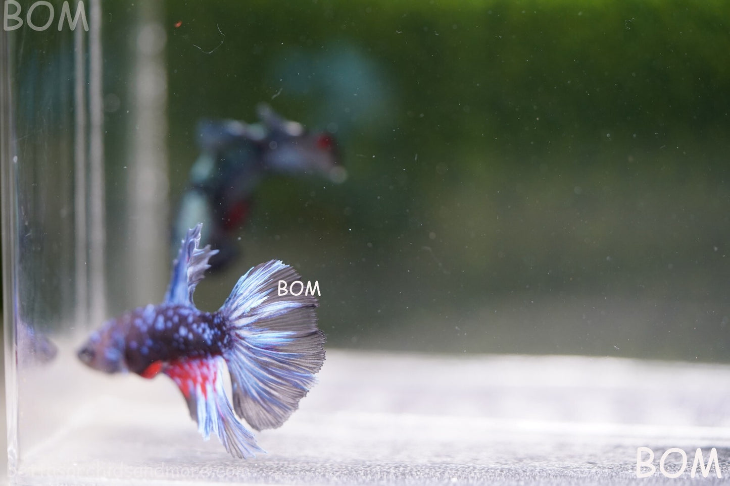 LIVE BETTA MALE HALFMOON BLUE AVATAR:  Unique Fish | BOM-A236