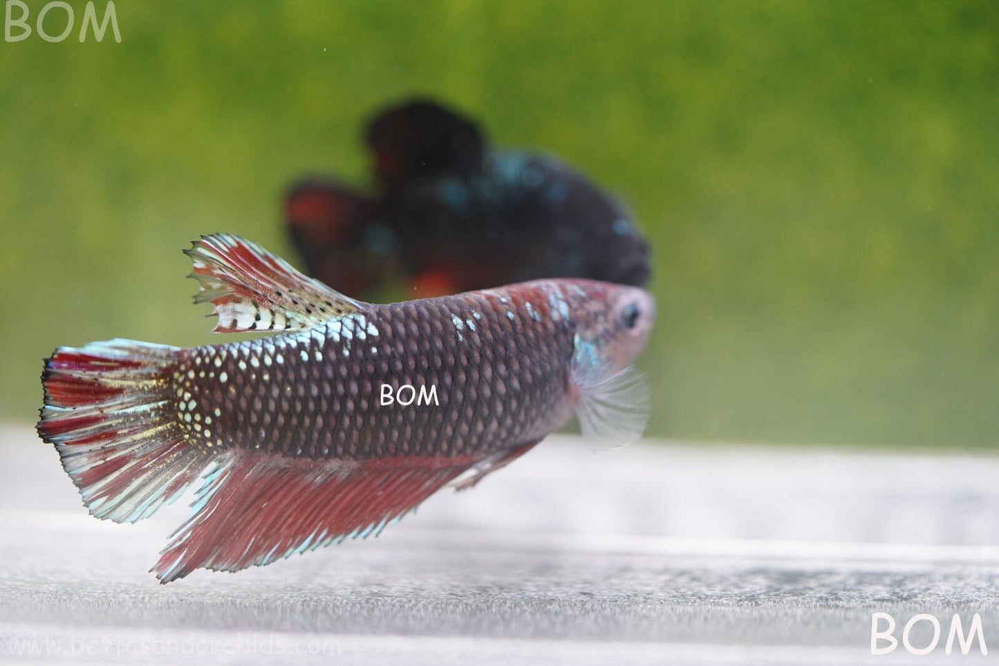 LIVE BETTA HMPK GIANT MALE BLACK VARIANT | BOM-A46