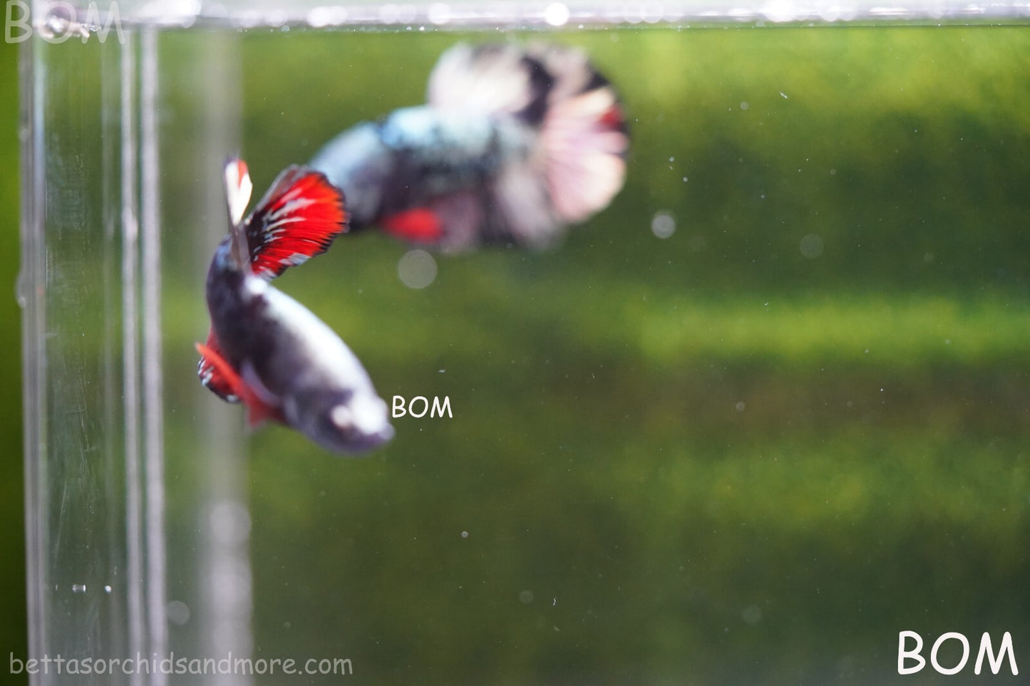 LIVE BETTA MALE AVATAR NEBULA:  Unique Fish | BOM-A234