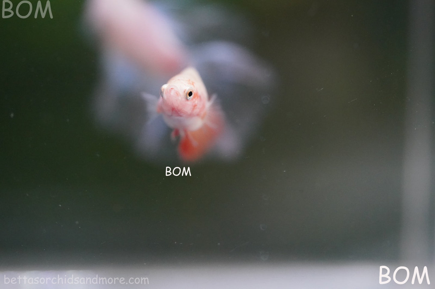 LIVE BETTA FEMALE ARMAGGEDDOM | A VERY UNIQUE FISH  | BOM-A417