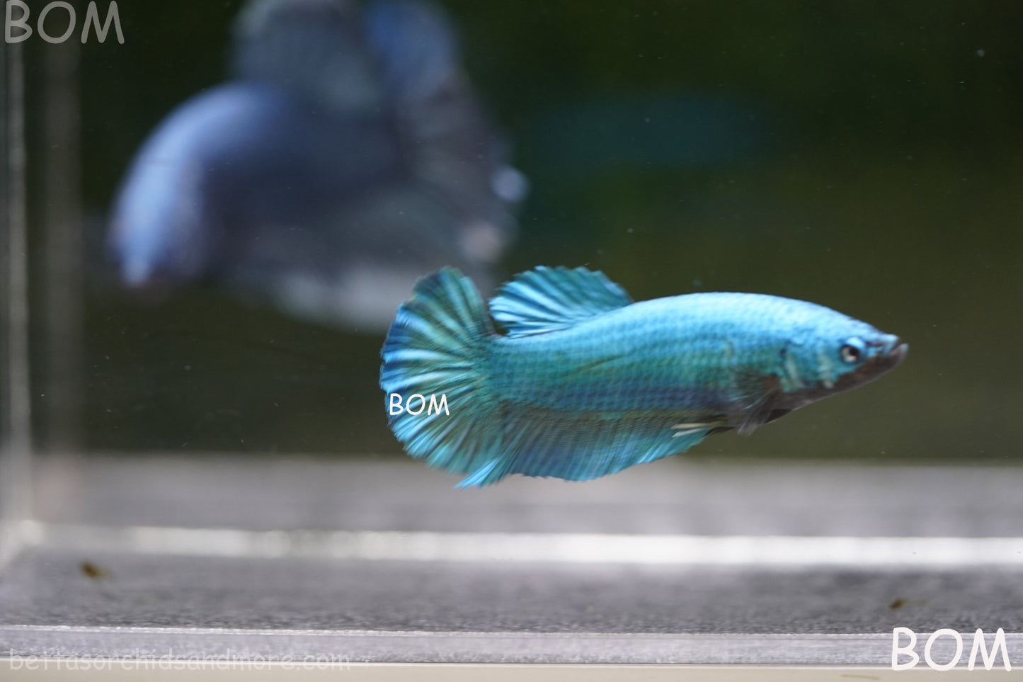 LIVE BETTA GIANT FEMALE BLUE SERIES | BOM-A310