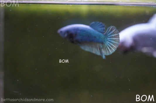 LIVE BETTA GIANT FEMALE BLUE SERIES | BOM-A311