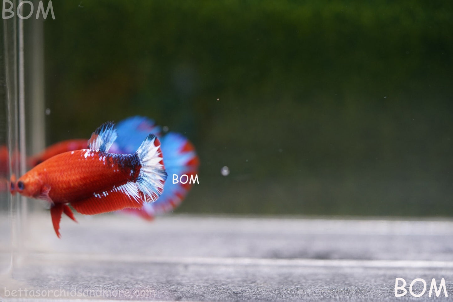 PREMIUM FEMALE HELLBOY HMPK BETTA Fish:Live HMPK | BOM-A227