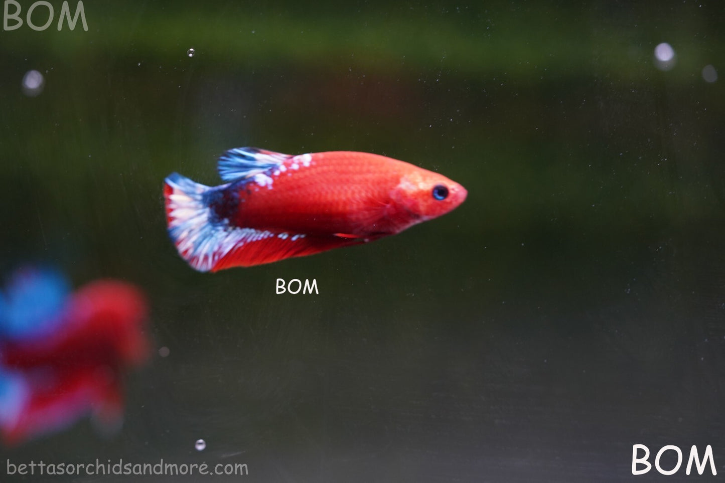 PREMIUM FEMALE HELLBOY HMPK BETTA Fish:Live HMPK | BOM-A227