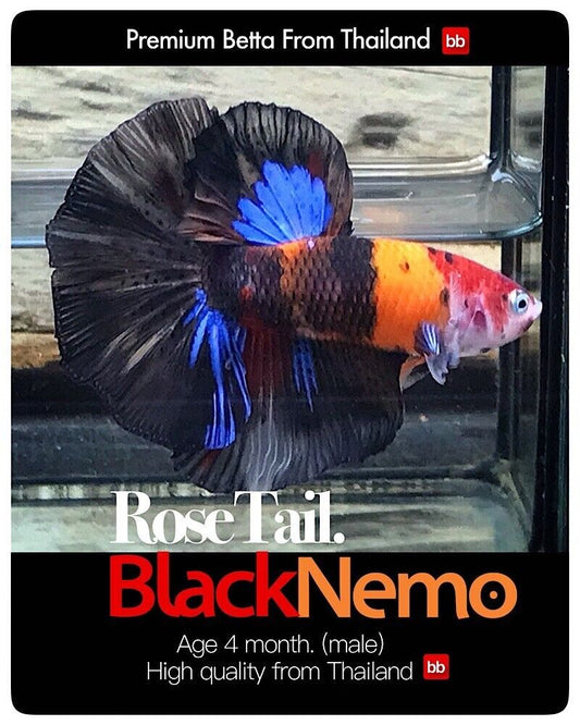 LIVE BETTA MALE ROSE TAIL BLACK NEMO :  Unique Fish | PLEASE READ