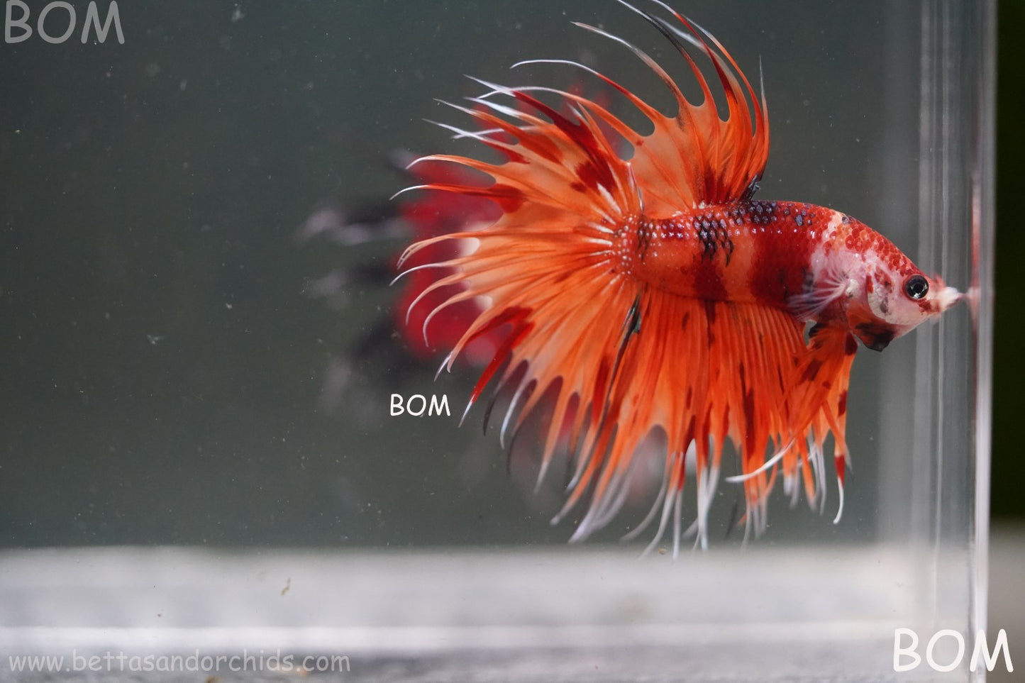 LIVE BETTA MALE CROWN REDS LEOPARDS :  Unique Fish | BOM-A299