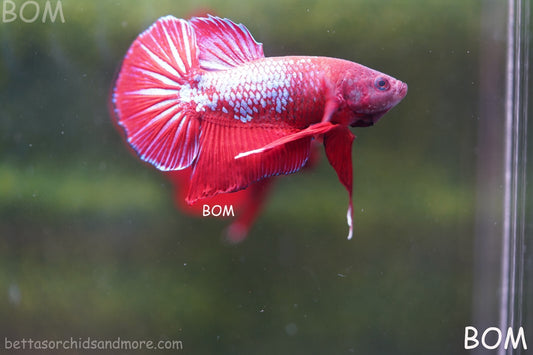 LIVE BETTA HMPK MALE FANCY RED | BOM-R05