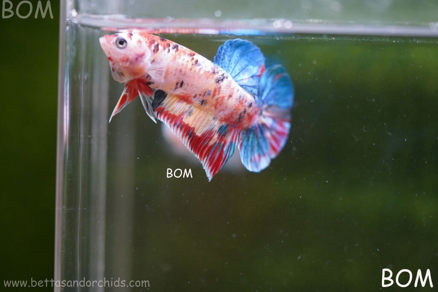 LIVE BETTTA BIG MALE MULTICOLOUR HMPK | BOM-A117