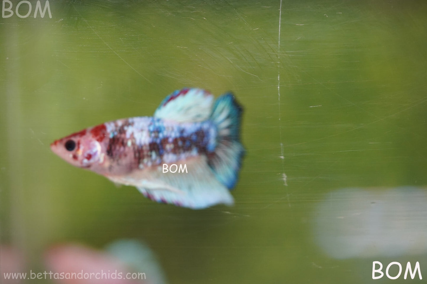 MALE BETTA HMPK MULTICOLOUR | BOM934
