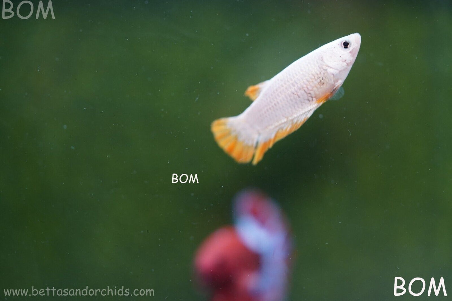 LIVE BETTA HMPK FEMALE YELLOW DRAGON | BOM879