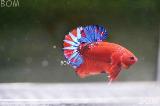 PREMIUM MALE HELLBOY HMPK BETTA Fish:Live HMPK | BOM-A271