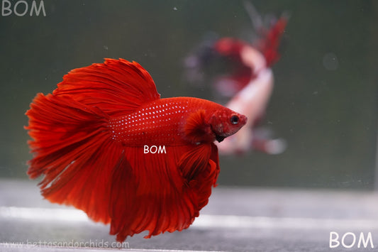 LIVE BETTA MALE KING RED ROSE TAIL :  Unique Fish | BOM-A294
