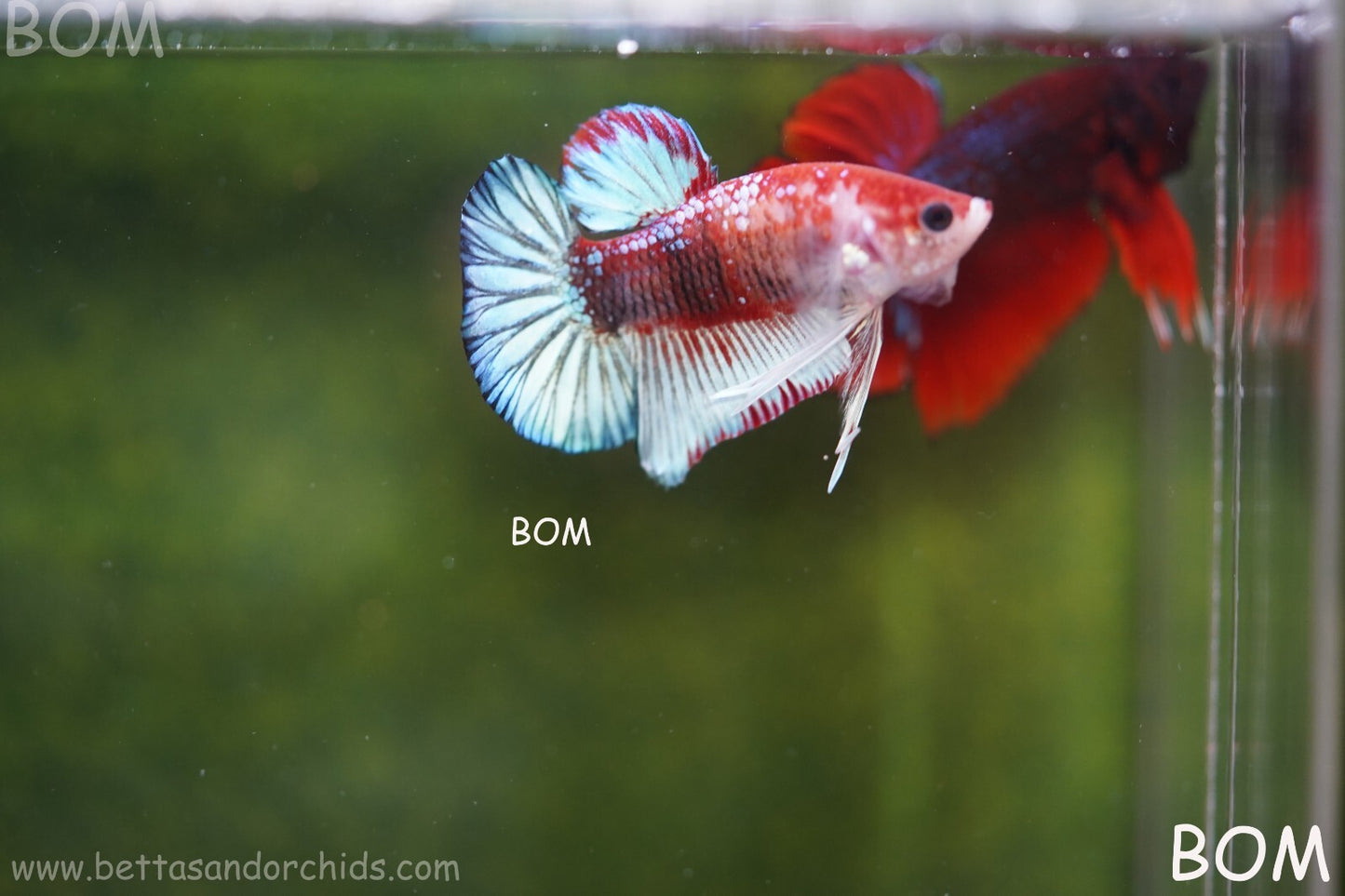 MALE BETTA PLAKAT JUNIOR MULTICOLOUR | BOM845