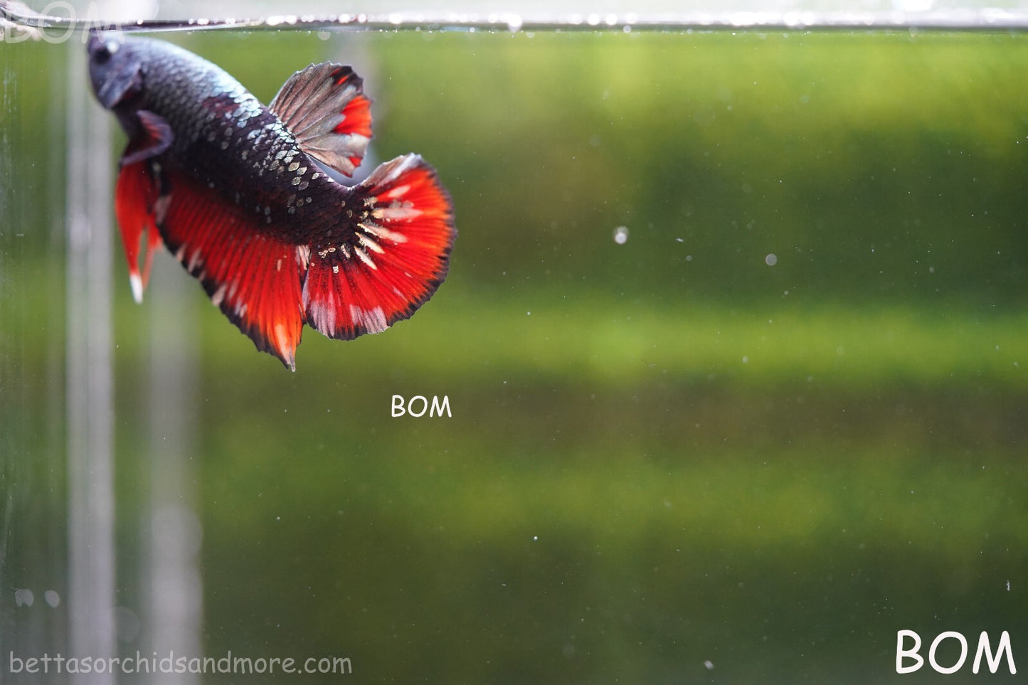 LIVE BETTA MALE AVATAR NEBULA:  Unique Fish | BOM-A234