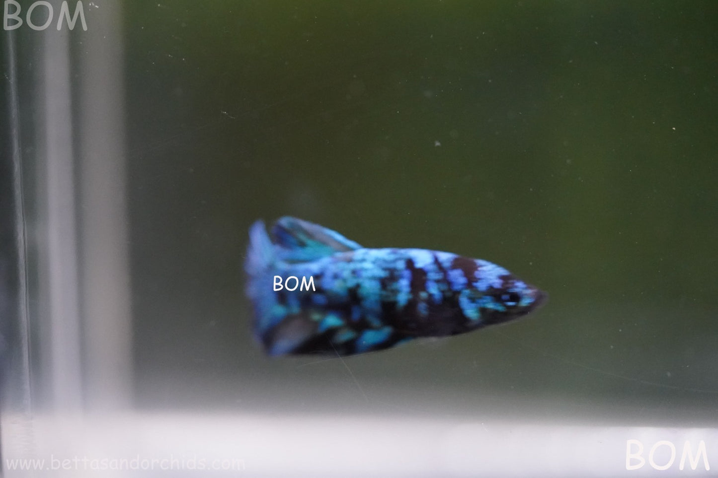 LIVE BETTA FEMALE HMPK GORDON GALAXY DUST | BOM-A503