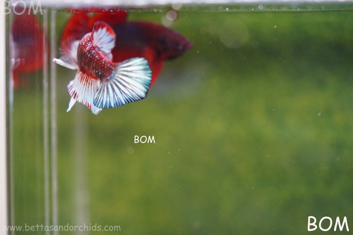 MALE BETTA PLAKAT JUNIOR MULTICOLOUR | BOM845