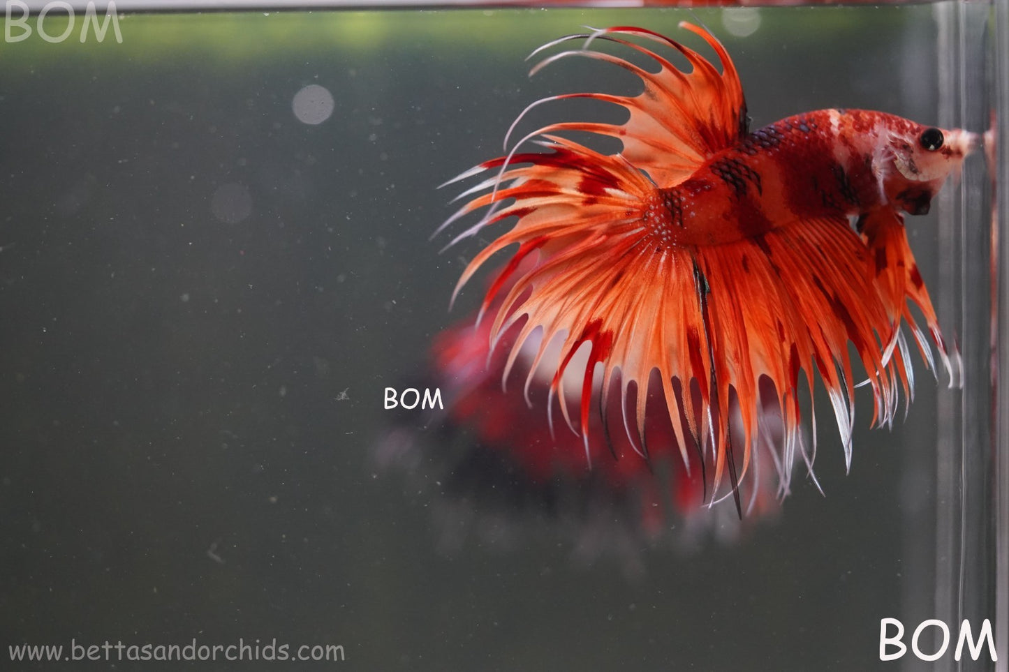 LIVE BETTA MALE CROWN REDS LEOPARDS :  Unique Fish | BOM-A299