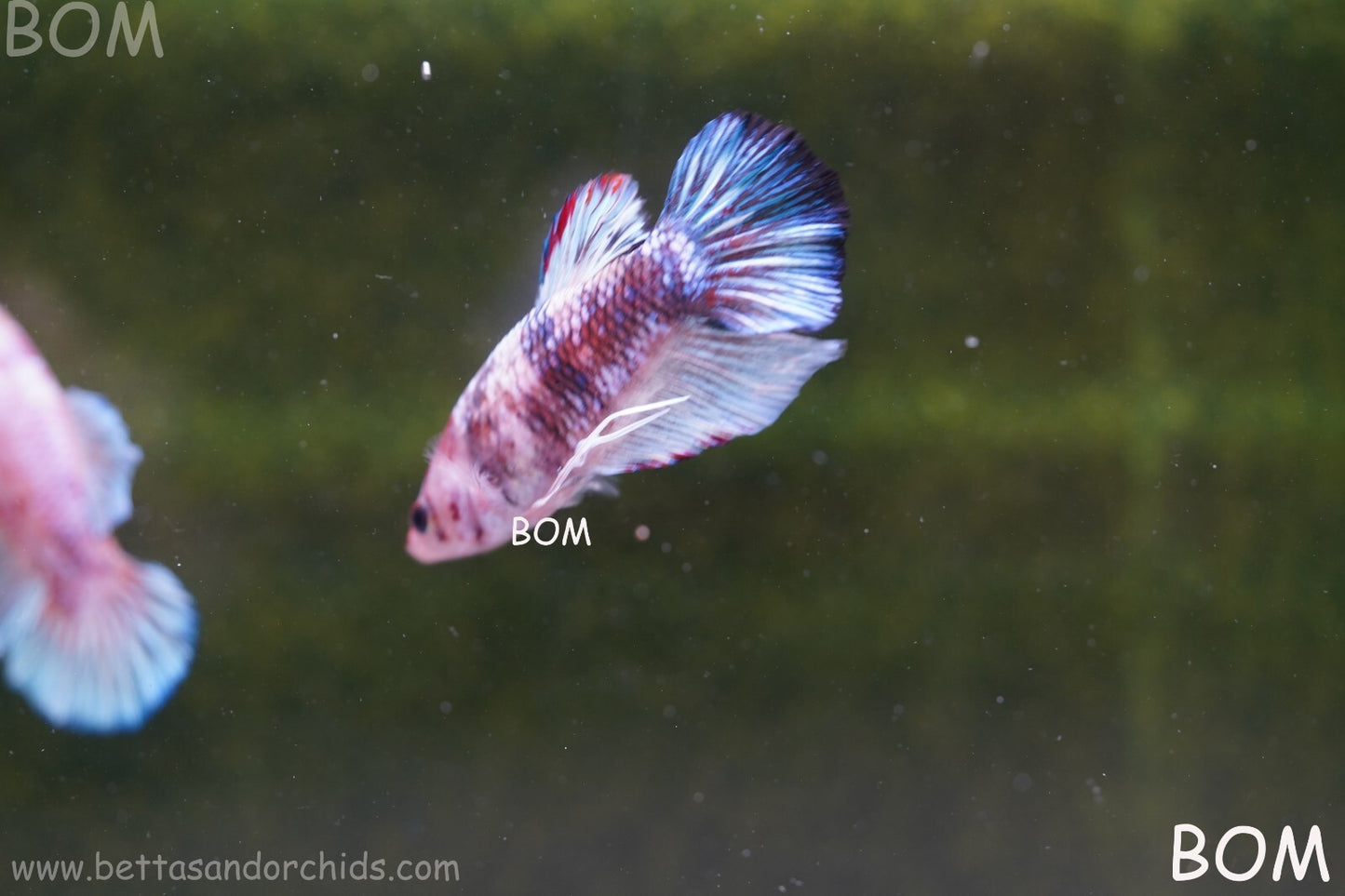 MALE BETTA HMPK MULTICOLOUR | BOM934