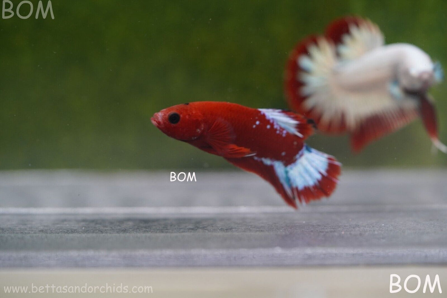 PREMIUM FEMALE HELLBOY HMPK BETTA Fish:Live HMPK | BOM863