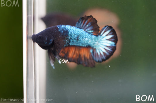 LIVE BETTA HMPK MALE SAMURAI RED DEVIL | BOM-A359