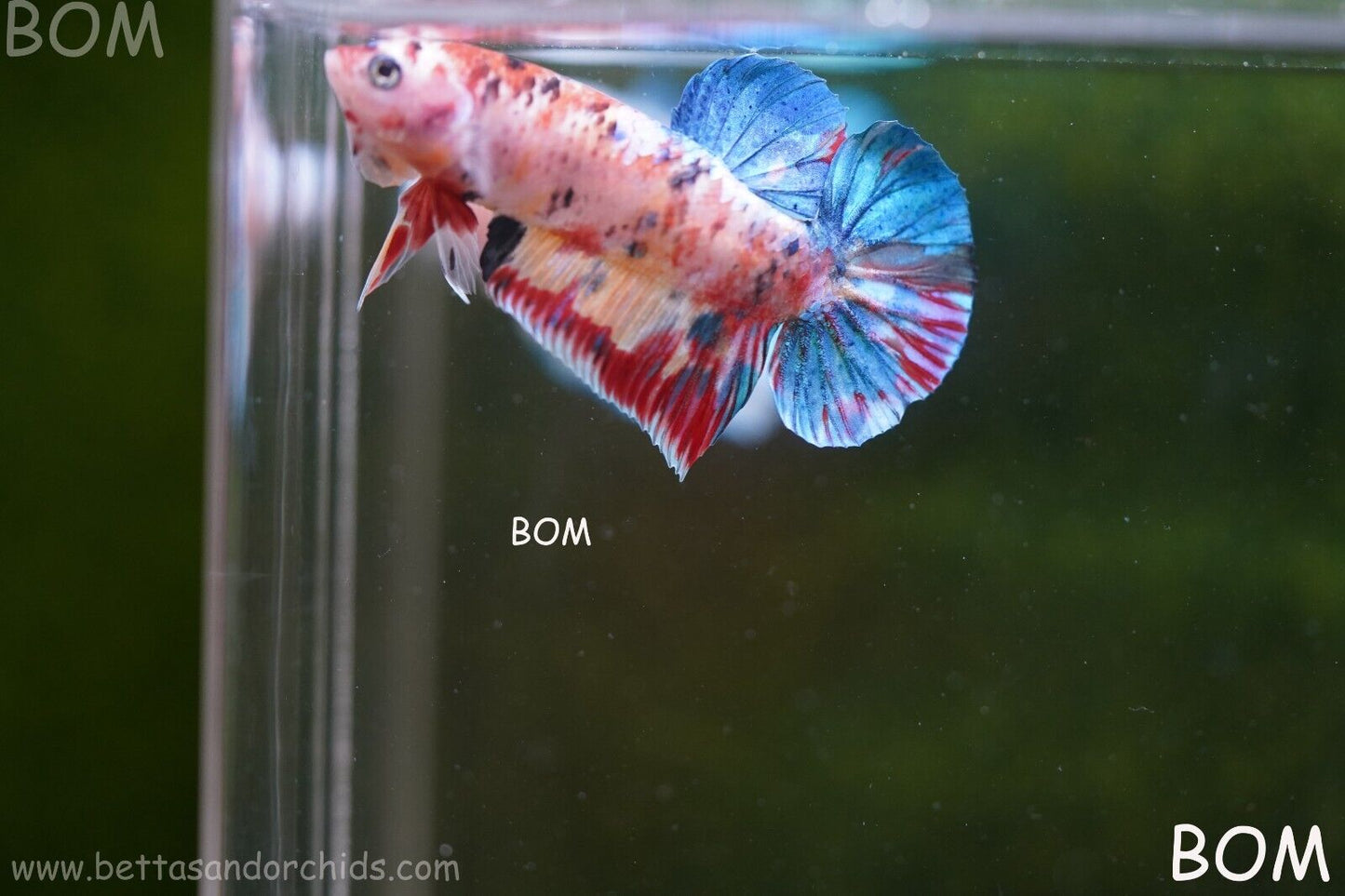 LIVE BETTTA BIG MALE MULTICOLOUR HMPK | BOM-A117