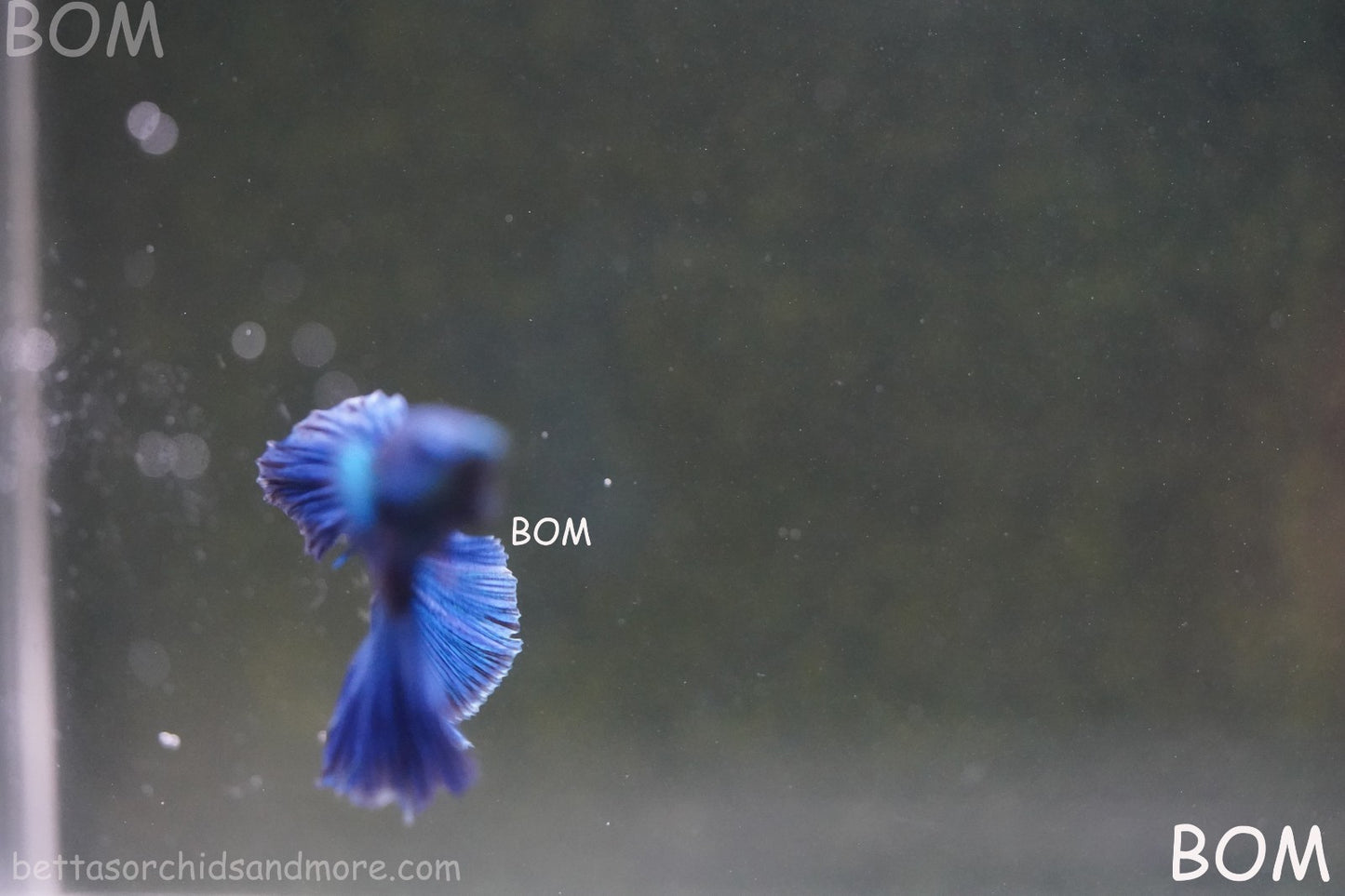 BETTA MALE LIVE HALF MOON TAIL BLUE BUTTERFLY  : Unique Fish | BOM-428