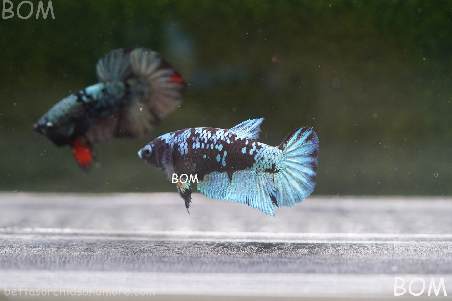LIVE BETTA FEMALE HALFMOON BLUE AVATAR:  Unique Fish | BOM-A237