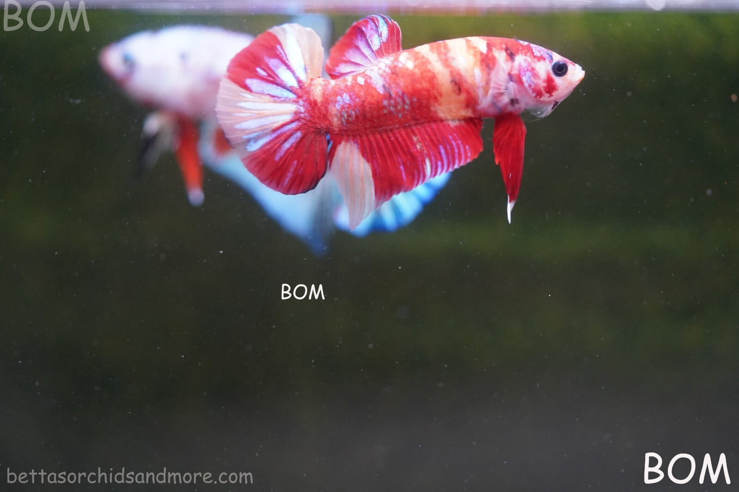 LIVE BETTA HMPK MALE LEOPARD | BOM-A264