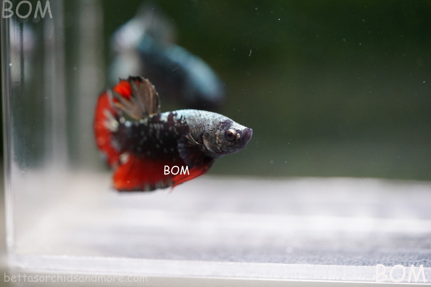 LIVE BETTA MALE AVATAR NEBULA:  Unique Fish | BOM-A234
