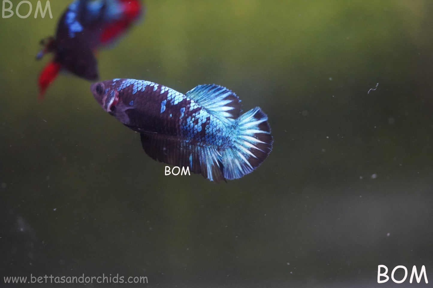 LIVE BETTA FEMALE HMPK GORDON GALAXY DUST | BOM-A504