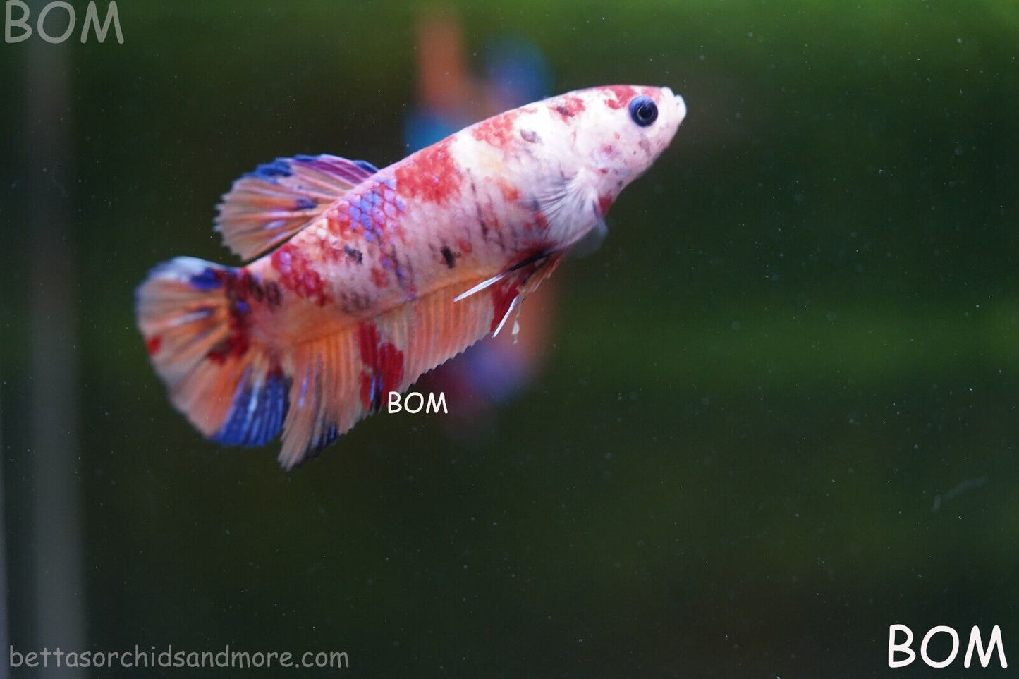LIVE BETTTA BIG FEMALE MULTICOLOUR HMPK | BOM-A142
