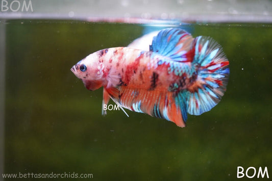 LIVE BETTTA BIG MALE MULTICOLOUR HMPK | BOM-A113