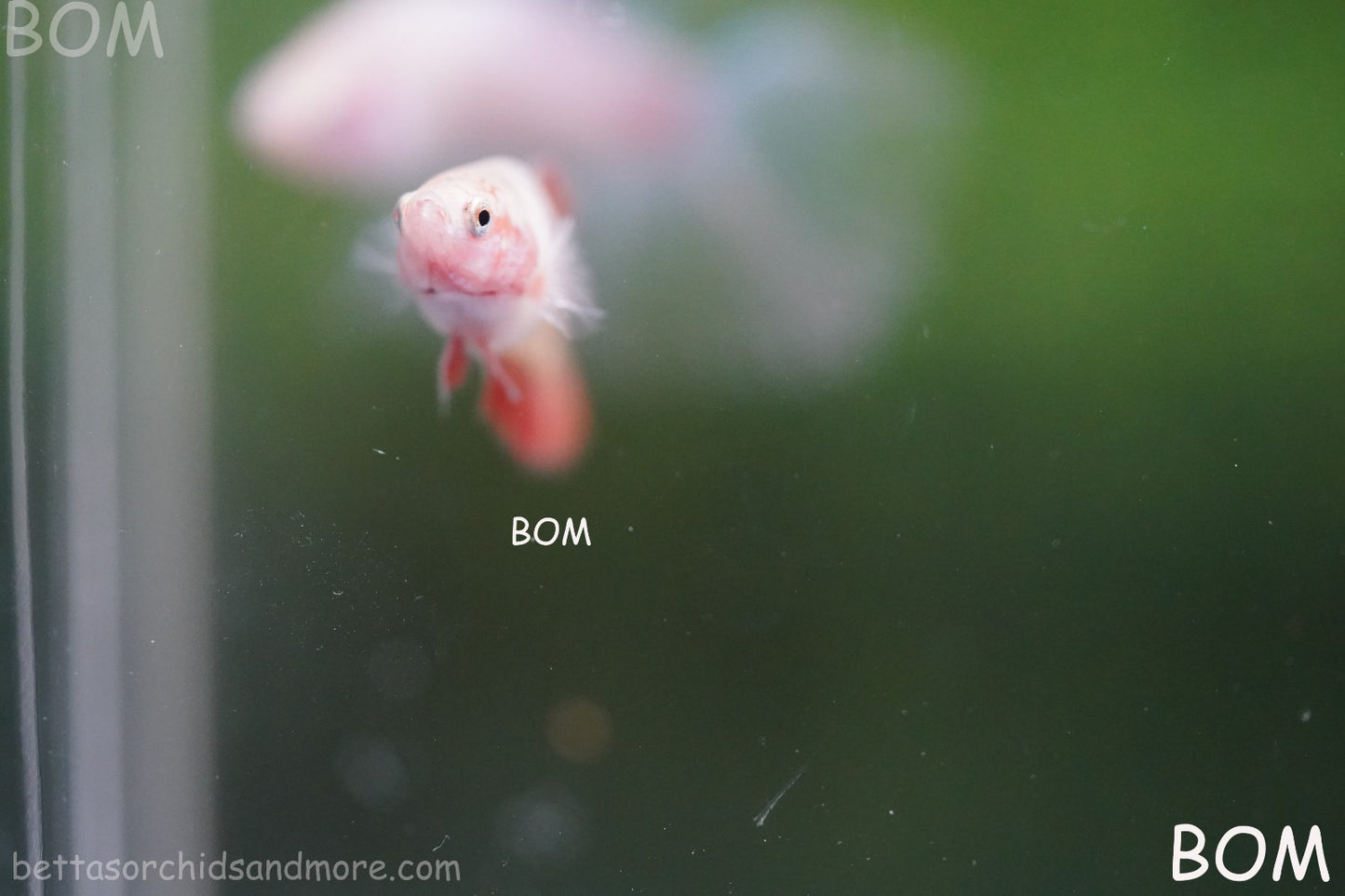 LIVE BETTA FEMALE ARMAGGEDDOM | A VERY UNIQUE FISH  | BOM-A417