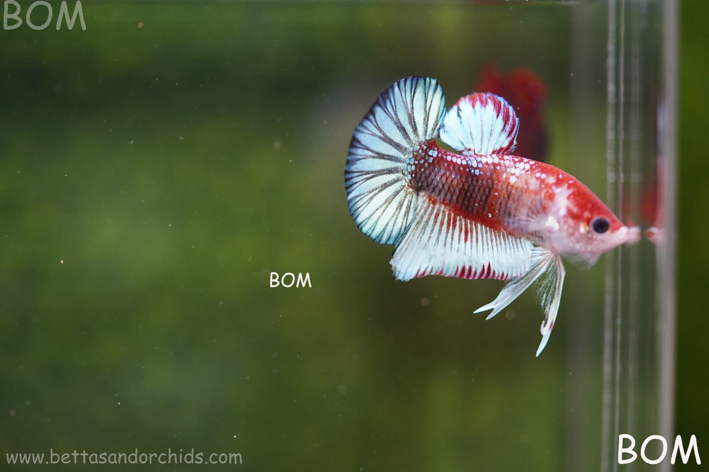 MALE BETTA PLAKAT JUNIOR MULTICOLOUR | BOM845