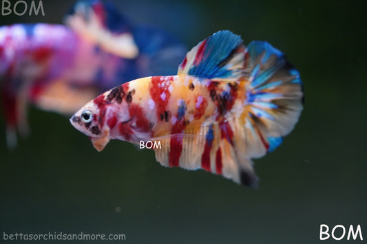 LIVE BETTTA MALE METALLIC MULTICOLOUR HMPK BEAUTIFUL COLOURS | BOM-A283