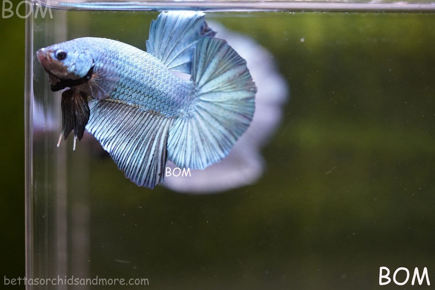 Betta Plakat GIANT MALE BLUE SERIES 5 CM BO | BOM-A309