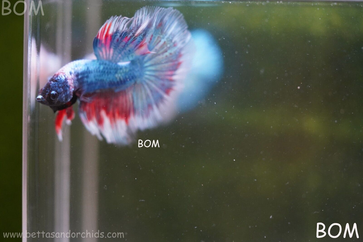 LIVE BETTA HMPK MALE FANCY RED AND BLUE | BOM-A124