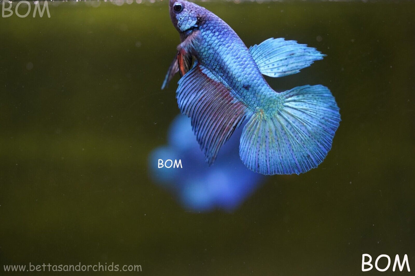 MALE BLUE LONG FIN SERIES Plakat Betta Fish: Live HMPK BOM-A70