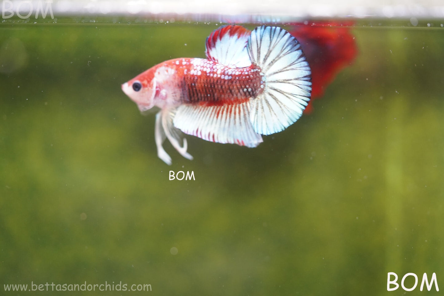 MALE BETTA PLAKAT JUNIOR MULTICOLOUR | BOM845