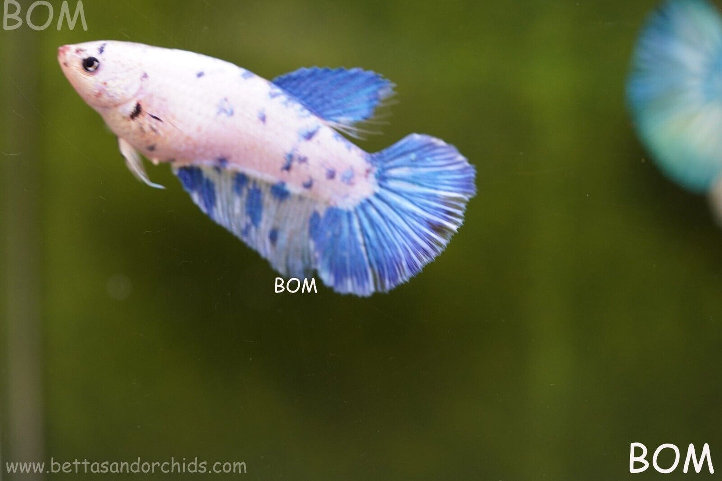 LIVE BETTA FEMALE BLUE MARBLE DOTS HMPK I BOM-A111
